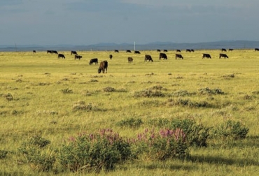De acuerdo con el ranchero y dirigente gremial estadounidense Marty Smith, los ganaderos son los que más se han preocupado por aplicar prácticas sostenibles para conservar el medio ambiente. Foto: drovers.com Ganadería Sostenible, ganadería sostenibilidad, Ganadería, Conservación Agua, conservación recursos naturales, ganadería sustentabilidad, sostenibilidad, sostenibilidad ambiental, oportunidades de mercado en colombia, sostenibilidad social, ganaderos, ganaderos colombia, ganado, vacas, vacas Colombia, bovinos, ganado bovino, ganadería colombia, noticias ganaderas, noticias ganaderas colombia, CONtexto ganadero, contextoganadero