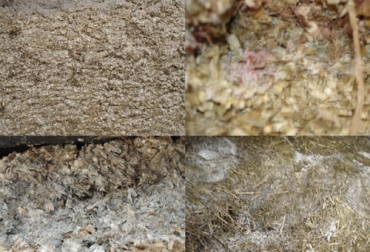 Las micotoxinas se pueden presentar en los ensilajes y causar una grave afectación al ganado provocándole incluso la muerte. Foto: agriculturers.com micotoxinas, ensilaje, maíz, sorgo, forraje, concentrado, Heno, ingesta, alimento, producción de leche, problemas reproductivos, Inmunosupresión, muerte, hongos toxigénicos, Agua, insectos, Hongos, toxinas, Ganadería, ganadería colombia, noticias ganaderas colombia, CONtexto ganadero