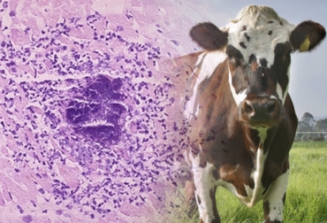 Diferentes virus, bacterias y parásitos pueden provocar inflamación del miocardio, el músculo cardíaco, en el ganado bovino. Foto: es.wikipedia.org - Fedegán FNG Miocarditis en bovinos, miocarditis en ganado bovino, miocarditis en vacas, miocarditis bovinos, miocardiopatía, miocarditis en bovinos en Colombia, Fiebre aftosa, IBR, DVB, miocarditis vacunos, bacterias, parásitos, corazón ganado bovino, corazón vacas, corazón, ganaderos, ganaderos colombia, ganado, vacas, vacas Colombia, bovinos, Ganadería, ganadería colombia, noticias ganaderas, noticias ganaderas colombia, CONtexto ganadero, contextoganadero
