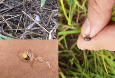 El mión ha comenzado las pasturas de algunas fincas en Nariño por lo que se busca tener una alerta temprana para su control. Foto: Cortesía Mión, plaga, pasturas, Nariño, toxina, ninfa, fincas, silvopastoriles, ICA, moscas, daño económico, forraje, kikuyo, raigrás, control cultural, monitoreo, control biológico, control químico, trampas, sobrepastoreo, hongo, concentrado, ensilaje, heno, henolaje, alimentación, ganadería, ganadería Colombia, noticias ganaderas Colombia, contexto ganadero