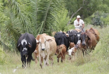 Uno de los aspectos a tener en cuenta para los programas de fertilidad es la condición corporal. Foto: regioncaribe.com.co Ganadería, ganadería colombia, noticias ganaderas, noticias ganaderas colombia, CONtexto ganadero, fertilidad, programas de fertilidad, aspectos para programas de fertilidad, manejo de terneros en fertilidad, semental, suplemento mineral para fertilidad, fertilidad de sementales, condición corporal de sementales