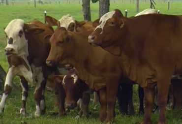 La raza beefmaster fue la primera que introdujo la selección por temperamento. Foto: Captura de pantalla del video https://www.youtube.com/watch?v=70ng-SdiFOs del canal de youtube TvAgro Temperamento bovino, temperamento vaca, temperamento procesos de selección, procesos de selección bovino, Genética bovina, influencia temperamento en genética bovina, temperamento razas bovinas, temperamento heredable, temperamento hereditario, ganaderos, ganaderos colombia, ganado, vacas, vacas Colombia, bovinos, Ganadería, ganadería colombia, noticias ganaderas, noticias ganaderas colombia, CONtexto ganadero, contextoganadero