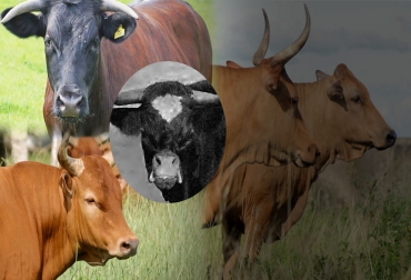 Mientra que la vaca ñata de Argentina y Uruguay ya se extinguió, otras como la gloucester en Reino Unido y las criollas en Colombia están en riesgo de desaparecer. Foto: es.wikipedia.org - Fedegán FNG - ichef.bbci.co.uk Razas bovinas extintas, razas bovinas en vía de extinción, razas bovinas en peligro de extinción, razas criollas extincion, vacas en peligro de extinción, vacas extintas, razas bovinas criollas, razas criollas colombianas, vaca gloucester, vaca ñata, ganaderos, ganaderos colombia, ganado, vacas, vacas Colombia, bovinos, Ganadería, ganadería colombia, noticias ganaderas, noticias ganaderas colombia, CONtexto ganadero, contextoganadero