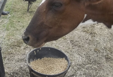 Este suplemento es creado con ajo y cítricos, mezclando con el alimento que generalmente comen los bovinos. Foto: contextoganadero.com ganadería, ganadería colombia, noticias ganaderas, noticias ganaderas colombia, contexto ganadero, producción ganadera, suplemento, suplemento alimenticio, suplemento bajas de gases efecto invernadero, suplemento disminuye metano