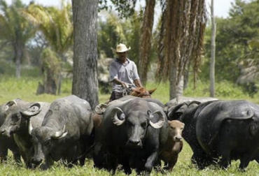 Uno de los elementos que enamoró al productor del ganado bufalino es que se adaptan facilmente a las condiciones y tierras difíciles. Foto: diariolaeconomia.com Ganadería, ganadería colombia, noticias ganaderas, noticias ganaderas colombia, CONtexto ganadero, Búfalos, ganado bufalo, manejo del ganado bufalino, ganado vacuno, búfalos y bovinos, diferencia entre búfalos y bovinos
