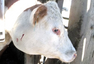 El tratamiento contra la actinobacilosis incluye la prevención de la enfermedad, así como la curación con formulaciones de yodo y antibióticos. Foto: motivar.com.ar Tratamiento de la actinobacilosis bovina, tratar lengua de palo, Actinobacilosis, actinobacilosis bovina, enfermedades, ganado de leche, inflamación bovinos, estomatitis, estomatitis en rumiantes, bacilos, actinobacilosis síntomas, actinobacilosis tratamiento, ganaderos, ganaderos colombia, ganado, vacas, vacas Colombia, bovinos, Ganadería, ganadería colombia, noticias ganaderas, noticias ganaderas colombia, CONtexto ganadero, contextoganadero
