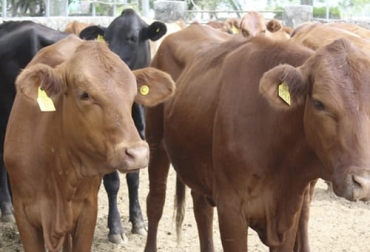 La trazabilidad se convierte en un elemento clave tanto para los consumidores como para las autoridades sanitarias en la apertura de mercados. Foto: ica.gov.co ganadería, ganadería colombia, noticias ganaderas, noticias ganaderas colombia, contexto ganadero, carne, consumidores de carne, qué quieren los consumidores de carne, bienestar animal, sostenibilidad ambiental, alimentación con carne, carne buena para la salud, exportar carne, tratados de libre comercio, aranceles, acceso a mercados de carne, trazabilidad, nuevos mercados de carne, trazabilidad bovina, importancia trazabilidad bovina
