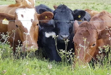 La calidad de los pastos en rotación generan un cambio de comportamiento en los animales. Foto: pxfuel.com ganadería, ganadería colombia, noticias ganaderas, noticias ganaderas colombia, contexto ganadero, establecimiento pasturas, pasturas, tipos de pasturas, pastos, calidad nutricional de los pastos, calidad composicional de los pastos, calidad de los pastos, biomasa, cantidad de biomasa, calidad de biomasa, hojas, tallos, pastos con hojas, vaca ladrona, calidad de forraje, calidad de pasturas