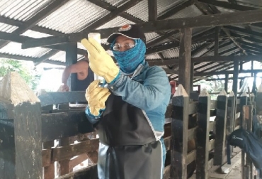 Foto: Fedegán bloqueos en las vías, paro, fiebre aftosa, brucelosis, campaña de vacunación, se retrasa campaña de vacunación, ICA, Fedegán-FNG, vacas, vacas Colombia, lechería, bovinos, ganadería bovina, ganadería bovina Colombia, noticias ganaderas, noticias ganaderas Colombia, contextoganadero