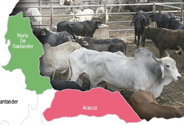 Dentro de los beneficios que trae el reconocimiento de zona libre de aftosa con vacunación ya no se exigirá la cuarentena o aislamiento por 30 días de los animales objeto de la movilización, ni se realizarán las pruebas de diagnóstico previo a la movilización, sin embargo, el ICA mantendrá un muestreo permanente en todo el territorio, debido al riesgo sanitario implícito en la frontera con Venezuela. Foto CONtexto ganadero Organización Mundial de Sanidad Animal (OEI), zona 2 libre de aftosa con vacunación, Arauca, Vichada y Curabá como zonas libres de fiebre aftosa con vacunación, ICA, movilización de ganado desde Arauca, vacas, vacas Colombia, lechería, bovinos, ganadería bovina, ganadería bovina Colombia, noticias ganaderas, noticias ganaderas Colombia, contextoganadero