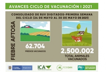 Vacunar es la única manera de conservar a los bovinos y bufalinos con buena salud, afirmó Deyanira Barrero León, gerente general del ICA. Ilustración Fedegán-FNG Colombia, fiebre aftosa, ciclo I de vacunación contra la fiebre aftosa, orden público, paro nacional, bloqueos, invierno, ICA, José De Silvestri, Fedegán-FNG, Deyanira Barrero León, Brucelosis, Rabia silvestre, vacas, vacas Colombia, lechería, bovinos, ganadería bovina, ganadería bovina Colombia, noticias ganaderas, noticias ganaderas Colombia, contextoganadero