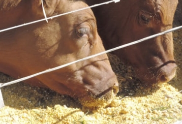 Para balancear una ración, es importante saber los factores que afectan la cantidad de nutrientes requerida por la vaca, como el peso corporal, la producción de leche, el número de lactancias, por citar algunos. Foto: perulactea.com Balance raciones, balanceo de raciones, ración balanceada, balanceo de raciones ganadería, Ración balanceada ganadería, importancia de balancear las raciones, criterios para una buena ración, pasos balanceo raciones, ganado bovino, ganadería bovina, ganaderos, ganaderos colombia, ganado, vacas, vacas Colombia, bovinos, Ganadería, ganadería colombia, noticias ganaderas, noticias ganaderas colombia, CONtexto ganadero, contextoganadero