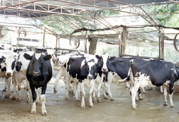 Hay diversos aspectos del bienestar animal que se pueden medir para saber cómo va el hato y qué aspectos se deben mejorar para ser más productivos y competitivos. Foto: 2000agro.com.mx ticas Ganaderas, negocios, OIE, comportamiento, ingesta de alimento, alteraciones, postura, tiempo de descanso, ritmo respiratorio, Jadeo, tos, escalofríos. apiñamientos, acicalamiento, agresividad, depresión, conductas anómalas, lesiones, Tasas de morbilidad, enfermedades infecciosas, metabólicas, mastitis, metritis, laminitis, enfermedades parasitarias, complicaciones pos parto, Ganadería, ganadería colombia, noticias ganaderas colombia, CONtexto ganadero