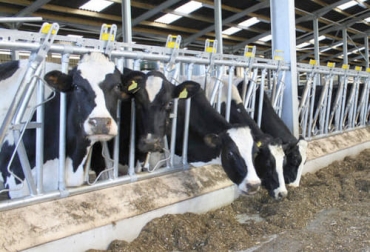 Las cornadizas evitan que el animal juegue con la comida o la ensucie, de manera que pueda concentrarse en la tarea de consumir el alimento necesario. Foto: agriexpo.online Cornadizas, cornadizas comederos, Diseño comederos, construcción comederos, diseño comederos ganado bovino, Manejo de comederos, comederos, comederos ganado, comedero móvil, estabulación, ganado estabulado, tipos de comedero, comederos para reses, comederos para vacas, sistema de alimentación de ganado, ganado bovino, ganadería bovina, ganaderos, ganaderos colombia, ganado, vacas, vacas Colombia, bovinos, Ganadería, ganadería colombia, noticias ganaderas, noticias ganaderas colombia, CONtexto ganadero, cont