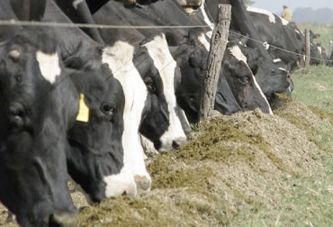 Un diagnóstico de minerales en el suelo de su finca previo al uso de productos químicos o de sales minerales de forma indiscriminada podría evitar el desequilibrio mineral entre el ganado y el pasto. Foto: defrentealcampo.com.ar minerales, diagnóstico minerales, diagnóstico, minerales ganadería, minerales para el ganado, Sales minerales para el ganado, minerales vacas, minerales ganado bovino, nutrición pastos, pastos, minerales ganado vacuno, minerales pastos, nutrición ganado, ganado bovino, ganadería bovina, ganaderos, ganaderos colombia, ganado, vacas, vacas Colombia, bovinos, Ganadería, ganadería colombia, noticias ganaderas, noticias ganaderas colombia, CONtexto ganadero, contextoganadero