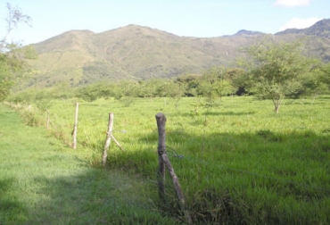 Para que haya un buen establecimiento de la pradera, el experto recomienda que se escoja una semilla de buena calidad. Foto: slideshare.net/victormarmolejovalencia ganadería, ganadería colombia, noticias ganaderas, noticias ganaderas colombia, contexto ganadero, establecimiento de praderas, praderas, optimo establecimiento de praderas, recomendaciones establecimiento de praderas, material para el establecimiento de praderas