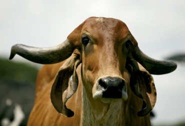 De acuerdo con el estudio adelantado por Narváez, las vacas gyr se desempeñaron mejor en ciertos parámetros a la hora de hacer transferencia de embriones. Foto: Fedegán FNG raza gyr, gyr Colombia, reproducción gyr, protocolo fertilización, embriones in vitro, embriones, embriones gyr, vacas gyr, vacas holstein, Universidad de Santander, Grupo de Investigación en Ciencias Agropecuaria, raza holstein, gyr x holstein, embriones F1, ganado bovino, ganadería bovina, ganaderos, ganaderos colombia, ganado, vacas, vacas Colombia, bovinos, Ganadería, ganadería colombia, noticias ganaderas, noticias ganaderas colombia, CONtexto ganadero, contextoganadero