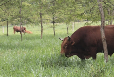 Las razas criollas como el sanmartinero tiene gran potencial en la Orinoquía y por eso se trabaja en su preservación y desarrollo. Foto: Javier Rodríguez - Cumaral - Predio el Jecho sanmartinero, cebú, adaptación, vigor híbrido, características productivas, Razas criollas, producción de carne, producción de leche, bondades, fertilidad, piedemonte, altillanura, Orinoquía, Agrosavia, Centro de Investigación, La Libertad, Carimagua, bancos de germoplasma, variabilidad genética, Ganadería, ganadería colombia, noticias ganaderas colombia, CONtexto ganadero