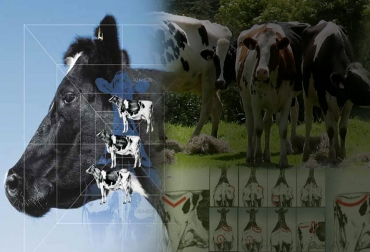 Foto: Elanco - Fedegán FNG Ganadería, ganadería colombia, noticias ganaderas, noticias ganaderas colombia, CONtexto ganadero, evaluar la condición corporal de las vacas, condición corporal del ganado, Balance Energético Negativo, producción de leche, post-parto, condición corporal, alimentación para vacas frescas, Elanco, Jorge Zúñiga elanco