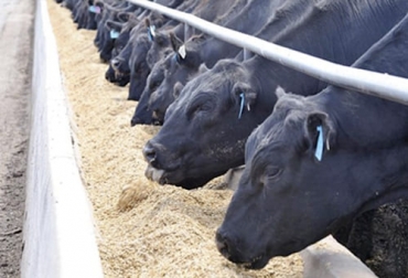 Una mezcla de virginiamicina con monensina permite una ganancia de peso con reducción de costos, según un ensayo realizado por el Inta. Foto: campototalweb.com.ar INTA, engorde, virginiamicina, monensina, novillos, salud, ruminal, hepática, productividad, energia, eficiencia, Competitividad, Ganadería intensiva, ganancia diaria de peso, microorganismos, bacterias, ácido láctico, ácido acético, dióxido de carbono, metano, minerales, vitaminas, Ganadería, ganadería colombia, noticias ganaderas colombia, CONtexto ganadero