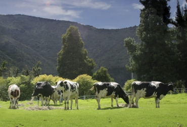 La producción de leche en condiciones de sostenibilidad es el futuro para esta industria a nivel mundial, según expertos. Foto: Fedegán FNG lechería, sostenibilidad, innovación, consumidores, productos lácteos, nutritivos, AMBIENTE, Trazabilidad, desafíos, retos, Cadena Láctea, Tecnología, disrupción, oportunidad, productores, robótica, automatización, programación, holística, paradigmas, Economía Circular, Bienestar Animal, Seguridad Alimentaria, ordeño robotico, Ganadería, ganadería colombia, noticias ganaderas colombia, CONtexto ganadero