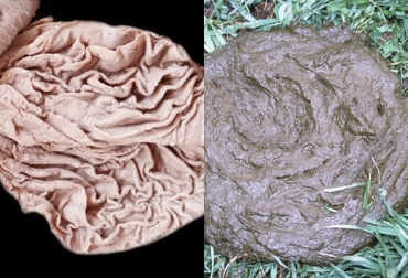 El experto menciona que en las heces de animales en Colombia es común encontrar dos tipos de parásitos que afectan el abomaso del bovino. Foto: es.wikipedia.org - Anatomía Veterinaria (@anatovet) ganadería, ganadería colombia, noticias ganaderas, noticias ganaderas colombia, contexto ganadero, parásitos, control de parásitos, control de parásitos gastrointestinales, prevalencia parásitos gastrointestinales en Colombia, cuidado parásitos gastrointestinales en Colombia, influencia parásitos gastrointestinales en colombia, resistencia parásitos, dinámica de parásitos en los pastos, parásitos en las pasturas
