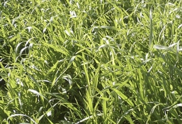 El profesional menciona que el raigrás es más funcional a la hora de producir henolaje. Foto: infopastosyforrajes.com ganadería, ganadería colombia, noticias ganaderas, noticias ganaderas colombia, contexto ganadero, avena forrajera, avena forrajera alimento ganado, raigrás, raigrás para alimento ganado, mezcla de avena forrajera y raigrás, recomendaciones mezcla materiales forrajeros, raigrás ensilaje, raigrás henolaje, cantidad de proteína raigrás