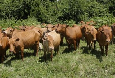 El trabajo se adelantó con razas Brahman cruzadas con BON y Romosinuano. Foto: Fedegán Ganadería, ganadería colombia, noticias ganaderas, noticias ganaderas colombia, CONtexto ganadero, Ganado criollo, cruces cebú, cruces con bon, cruces con romosinuano, Romosinuano, Universidad de la Salle
