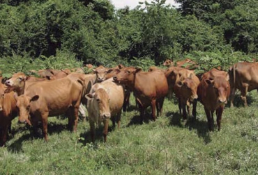 Se espera que con las visitas de los médicos veterinarios, los productores puedan trabajar para conseguir la certificación y sello ambiental ganaderl colombiano. Foto: fedegan.org.co ganadería, ganadería colombia, noticias ganaderas, noticias ganaderas colombia, contexto ganadero, ganadería colombiana sostenible, ganadería sostenible, sello ganadería sostenible, sello de confianza de ganadería sostenible, cámara de ganadería sostenible, sello ambiental ganadero colombiano, sostenibilidad, ganadería regenerativa