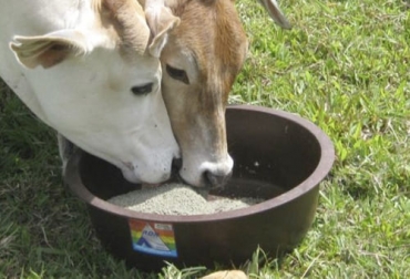 El profesional expone que los suplementos pueden elaborarse dentro de cada predio ganadero y así garantizar los requerimientos nutricionales de los animales. Foto: ganaderiaproductivaymaslimpia.com Ganadería, ganadería colombia, noticias ganaderas, noticias ganaderas colombia, CONtexto ganadero, producción ganadera, producción ganadera sostenible, suplementar, suplementar bovinos, por qué suplementar bovinos, modelo de negocio americano, suplementación comercial industrial, ficha técnica suplemento ganado, tabla nutricional suplemento comercial bovinos