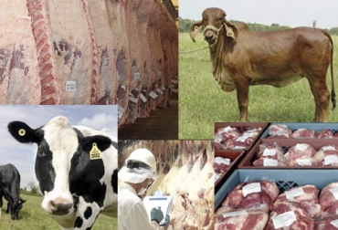 La identificación de ganado por sí sola no es trazabilidad, pues esta necesita otros componentes para consolidarse. Foto: oirsa.org - bcrnews.com.ar - gub.uy - telam.com.ar Ganadería, ganadería colombia, noticias ganaderas, noticias ganaderas colombia, CONtexto ganadero, Trazabilidad, importancia trazabilidad, aspectos de la trazabilidad, objetivos de la trazabilidad, objetivos para lograr la trazabilidad, mercados internos de la carne en colombia, mercados externos de la carne
