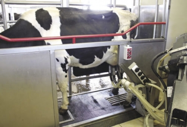 Según un estudio canadiense, es posible que el hecho de que las vacas tengan la libertad de decidir cuándo quieren ser ordeñadas represente un alivio tanto para ellas como para sus dueños. Foto: agriexpo.online robot, ordeño, vacas felices, a las vacas les gustan los robots, holstein, vacas robots, robots de ordeño, estado mental productores, estado mental, ordeño mecánico, leche, pastoreo, Bienestar Animal, Tanques de enfriamiento, ganado bovino, ganadería bovina, ganaderos, ganaderos colombia, ganado, vacas, vacas Colombia, bovinos, Ganadería, ganadería colombia, noticias ganaderas, noticias ganaderas colombia, CONtexto ganadero, contextoganadero