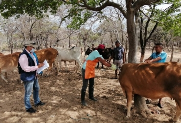 “Primer lugar en vacunación contra aftosa lo registra el departamento de La Guajira. En brucelosis sobresale Arauca y en rabia, Boyacá”, manifestó Deyanira Barrero León, gerente general del ICA. Foto: Fedegán Colombia, campaña de vacunación contra la fiebre aftosa, fiebre aftosa, vacunación bovina, Brucelosis, Rabia, vacas, vacas Colombia, lechería, bovinos, ganadería bovina, ganadería bovina Colombia, noticias ganaderas, noticias ganaderas Colombia, contextoganadero