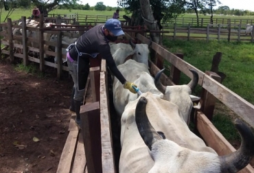 Aunque el ciclo refleja resultados positivos, los bloqueos de vías han impedido iniciarlo en 6 departamentos del sur del país. Foto. Fedegán Colombia, ciclo de vacunación, vacunación contra la fiebre aftosa, brucelosis, rabia, Fedegán-FNG, ICA, Ministerio de Agricultura y Desarrollo Rural, bloqueos de vías, vacas, vacas Colombia, lechería, bovinos, ganadería bovina, ganadería bovina Colombia, noticias ganaderas, noticias ganaderas Colombia, contextoganadero