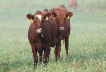 A lo largo de las generaciones, el ganado está perdiendo las adaptaciones genéticas que lo ayudan a prosperar en entornos específicos. Foto: Universidad de Missouri. Ganadería, ganadería colombia, noticias ganaderas, noticias ganaderas colombia, CONtexto ganadero, adaptación, adaptación al clima, ganado adaptado al clima, bovinos adaptados al clima, estrés climatico, estrés climatico en el ganado, mitigar el estrés climatico en el ganado, investigador de la Universidad de Missouri Jared Decker