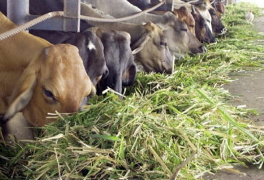 La buena alimentación del ganado en las diferentes etapas de su vida es crucial para lograr la inmunidad. Foto: minutaagropecuaria.com nutrición, Inmunidad, susceptibilidad, enfermedades, vacas, terneras, destete, alimentación, requerimiento, Producción lechera, ganancia de peso, Predestete, lactancia, vida productiva, longevos, costos de reposición, glándula mamaria, consumo, calostro, suplementación, rumen, preparto, vaca seca, condición corporal, tejido mamario, proteína, fibra, minerales, Balance Energético Negativo, Ganadería, ganadería colombia, noticias ganaderas colombia, CONtexto ganadero