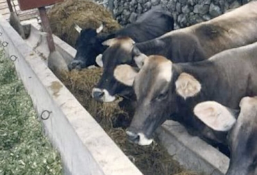 Al amonificar diversos materiales forrajeros, se aumenta la proporción de flora ruminal, que puede convertirse en proteína sobrepasante de alta calidad para el bovino. Foto: Engormix amonificación, nutrición del ganado, alimentación del ganado, adecuada alimentación, Heno, Silo, efectos nutricionales amonificación, amonificación alimento ganado, Alimentación para el ganado, amoniaco, úrea, ganado bovino, ganadería bovina, ganaderos, ganaderos colombia, ganado, vacas, vacas Colombia, bovinos, Ganadería, ganadería colombia, noticias ganaderas, noticias ganaderas colombia, CONtexto ganadero, contextoganadero
