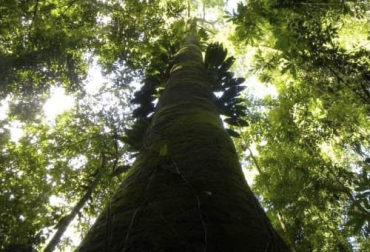 Una de las especies más susceptible al ataque de insectos es el Sande. Foto: epabuenaventura.gov.co ganadería, ganadería colombia, noticias ganaderas, noticias ganaderas colombia, contexto ganadero, arboles, arboles amderables, especies nativas, especies nativas en colombia, listado de especies nativas en Colombia, amargoso, caracolí, guino, cedro, roble, chanul, choibá, sande, otobo, sajo