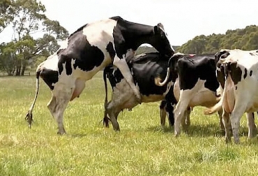 La detección del celo de manera oportuna es un aspecto fundamental para la rentabilidad del hato y por eso es un factor que se debe monitorear permanentemente. Foto: perulactea.com Muerte embrionaria, gestación, productividad, Producción, rentabilidad, eficiencia reproductiva, detección de celos, abortos, nutrición, detección temprana, preñez, reproducción, días abiertos, estrés calórico, producción de leche, partos, remplazos, Terneros, análisis Elisa, glicoproteínas, suero, plasma, veterinarios, palpación, Ganadería, ganadería colombia, noticias ganaderas colombia, CONtexto ganadero