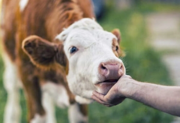 El bienestar animal es un tema muy comentado en la actualidad porque los consumidores exigen más sostenibilidad y sustentabilidad. Foto: motivar.com.ar ganadería, ganadería colombia, noticias ganaderas, noticias ganaderas colombia, contexto ganadero, contexto actual ganadero, contexto ganadería, estado actual ganadería, operarios ganadería, identificación vacas, bienestar animal, nutrición bovina, medicamentos bovinos, genética bovina, toma de información fincas