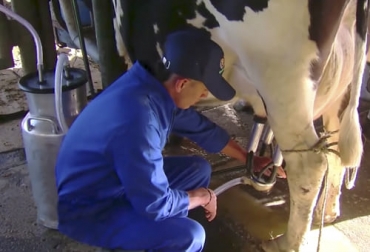 En la ganadería San Rafael lograron bajar los costos de producción de la leche por medio de un adecuado manejo de pastos y de agua, así como con el mejoramiento genético. Foto: Captura de pantalla del video youtube.com/watch?v=yvRtEPPoMf0 del canal de youtube TvAgro San Rafael, Costos de Producción, mejoramiento genético, manejo de pasturas, Agua, Firavitoba, Boyacá, holstein, días abiertos, Inseminación, semen sexado, preñez, novillas, parto, vacas, kikuyo, raigrás, carretón, rotación, precio de la leche, abonos, concentrados, Ganadería, ganadería colombia, noticias ganaderas colombia, CONtexto ganadero