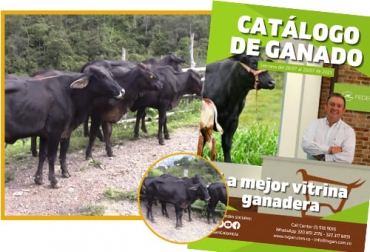 Un nuevo catálogo ganadero tiene TVGan para los interesados en comprar lotes de los mejores animales que hay en diferentes partes del país. Foto: Cortesía TVGAN, catálogo, fotos, razas, tipo de ganado, color, edad, sexo, peso, ubicación, precios, torete, ternera, Gyr, Girolando, holstein, jersey, brahman, simbrah, bon, tipo leche, vaca para ordeño, parida, preñada, servida, boca, ubre, litros de leche, lactancias, machos, levante carne, Ganadería, ganadería colombia, noticias ganaderas colombia, CONtexto ganadero