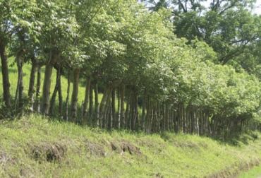 Los sistemas silvopastoriles siguen ganando terreno entre los productores de Nariño, donde Agrosavia trabaja en diferentes aspectos para hacer la correspondiente transferencia. Foto: digital.fontagro.org silvopastoriles, Nariño, cercas vivas, bancos intensivos de proteína, protección de acuíferos, árboles dispersos, oferta forrajera, sistemas de alimentación, calidad, inocuidad, leche, trópico alto, animales, pasturas, familia, Agrosavia, obonuco, acuífero, caudal, calidad del agua, arbóreas, arbustivas, banco de germoplasma, densidades de siembra, edades de corte, Ganadería, ganadería colombia, noticias ganaderas colombia, CONtexto ganadero