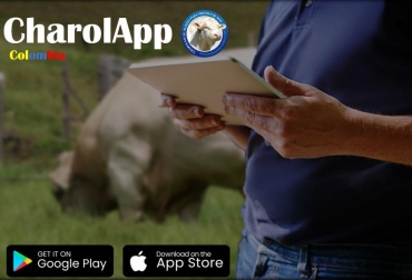 La creación y desarrollo de la app empezó a gestarse desde hace dos años. Foto: Cortesía. Ganadería, ganadería colombia, noticias ganaderas, noticias ganaderas colombia, CONtexto ganadero, asocharolaise, app charolaise, charolapp, charolapp charolaise, aplicaciones ganaderas, aplicaciones para ganaderos, charolaise en colombia,