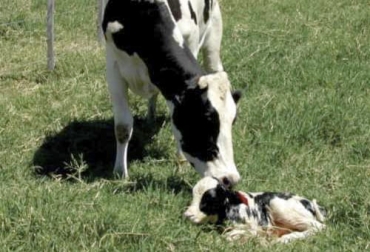 Durante el periodo que tiene lugar antes del parto y después de este, la vaca sufre importantes cambios en su organismo, principalmente en su sistema endocrino. Foto: mitreyelcampo.cienradios.com Cambios metabólicos, puerperio, periparto, periodo de transición, enfermedades metabólicas, Vacas en transición, requerimientos energéticos, Producción lechera, Reproducción Bovina, materia seca, Balance Energético Negativo, grasa corporal, ácidos grasos, resistencia insulínica, ganado bovino, ganadería bovina, ganaderos, ganaderos colombia, ganado, vacas, vacas Colombia, bovinos, Ganadería, ganadería colombia, noticias ganaderas, noticias ganaderas colombia, CONtexto ganadero, contextoganadero