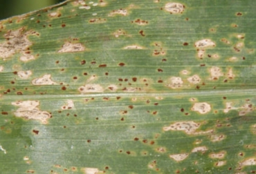 Estas enfermedades en los cultivos del maíz son muy común en Colombia, por lo tanto el productor debe analizar los síntomas y determinar el agente. Foto: sigma-agro.com ganadería, ganadería colombia, noticias ganaderas, noticias ganaderas colombia, contexto ganadero, maíz, enfermedades del maíz, cultivos de maíz en colombia, principales enfermedades de cultivo de maíz en colombia