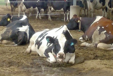 La productividad tanto de carne como de leche disminuye por el estrés calórico del ganado por lo cual es importante brindar condiciones adecuadas para el bienestar de los animales. Foto: portalveterinaria.com estrés por calor, ganado bovino, Bienestar Animal, productividad, mitigación, pérdidas, ganado de engorde, vacas lecheras, Agua, Alimentos, temperatura corporal, producción metabólica, carcasa, respiración acelerada, boca abierta, narinas dilatadas, lengua fuera, Producción lechera, dieta, necesidades nutricionales, sombra, radiación solar, conversión alimenticia, Ganadería, ganadería colombia, noticias ganaderas colombia, CONtexto ganadero
