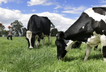 Además de la evaluación de la condición corporal del ganado, los productores también deben fijarse en las heces o en el tiempo de rumia para saber si sus semovientes están bien alimentados. Foto: Fedegán FNG Evaluar alimentación del ganado, evaluación alimentación, evaluar alimento ganado, ganado bien alimentado, alimentación bovina, estado nutricional de los animales, condición corporal bovina, grados para evaluar la condición corporal bovina, ganado bovino, ganadería bovina, ganaderos, ganaderos colombia, ganado, vacas, vacas Colombia, bovinos, Ganadería, ganadería colombia, noticias ganaderas, noticias ganaderas colombia, CONtexto ganadero, contextoganadero