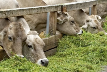 El texto indica que la nutrición funcional es una herramienta disponible para disminuir la necesidad de antimicrobianos. Foto: animalshealth.es Ganadería, ganadería colombia, noticias ganaderas, noticias ganaderas colombia, CONtexto ganadero, antibiótico, uso de antibióticos en ganadería, uso de antimicrobianos en ganadería, nutrición bovinos