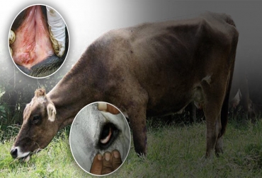 MSD Salud Animal Ganadería, ganadería colombia, noticias ganaderas, noticias ganaderas colombia, CONtexto ganadero, hemoparásitos, Anaplasmosis, babesiosis, Fiebres de garrapata, Anaplasma marginale, Babesia bovis, Babesia bigemina, Tripanosoma vivax, fenómeno de El Niño, control racional de los vectores, estabilidad enzoótica, AINES, Protectores Hepáticos, vitaminas del complejo B, MSD, Rodrigo Cujino, rodrigo cujiño msd, hemoparasitos en el ganado, control de hemoparásitos en ganadería, como controlar hemoparásitos